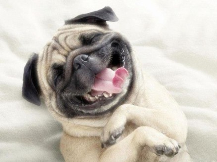 happy-pug-1352187089_b